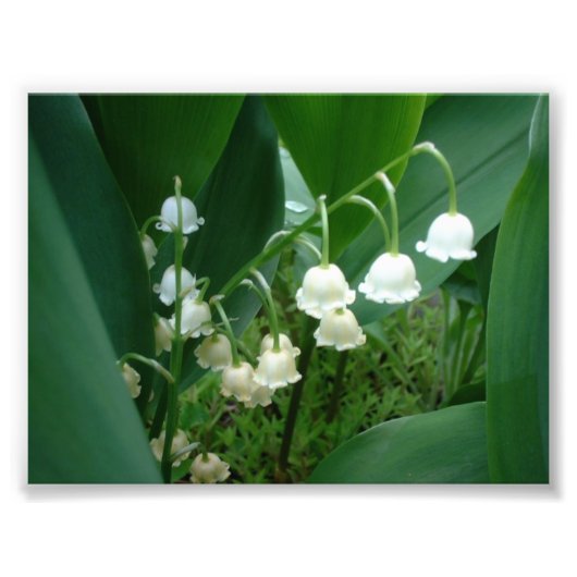 Foto van Lily van de bloemen van de vallei Afdruk (Voorkant)