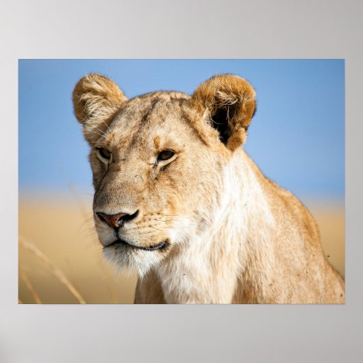 Foto van Lion Poster (Voorkant)