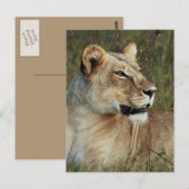 Foto van Lioness Panthera Leo Briefkaart (Voorkant / Achterkant)