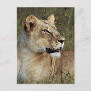 Foto van Lioness Panthera Leo Briefkaart