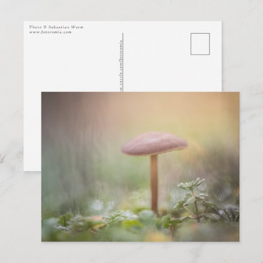 Foto van Little Mushroom Natuur Briefkaart (Voorkant / Achterkant)