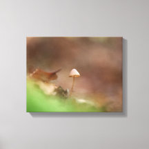 Foto van Little Mushroom Natuur