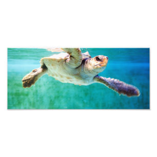 Foto van Loggerhead #3 Afdruk