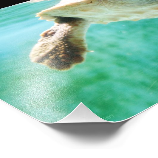 Foto van Loggerhead #3 Foto Afdruk (Hoek)