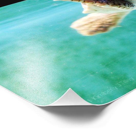 Foto van Loggerhead #4 Foto Afdruk (Hoek)