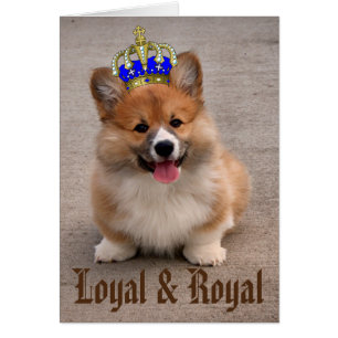Foto van Loyal and Royal Corgi Puppy