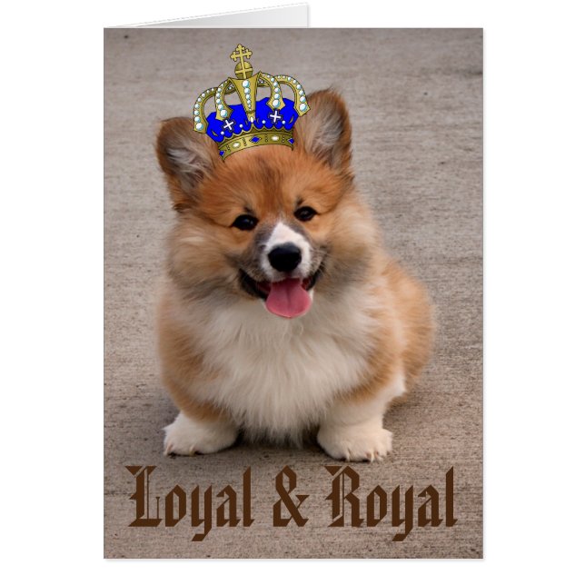 Foto van Loyal and Royal Corgi Puppy (Voorkant)