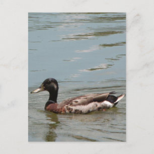 Foto van Male Mallard Duck Briefkaart