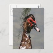 Foto van Male Muscovy Duck Briefkaart (Voorkant / Achterkant)