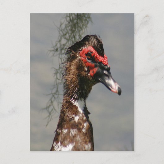 Foto van Male Muscovy Duck Briefkaart (Voorkant)