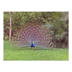 Foto van Male Peacock Afdruk