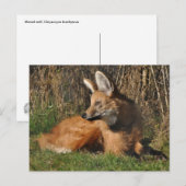 Foto van Maned wolf Briefkaart (Voorkant / Achterkant)