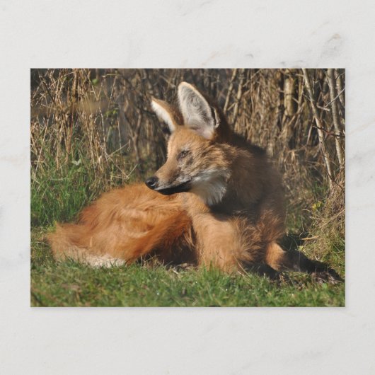 Foto van Maned wolf Briefkaart (Voorkant)