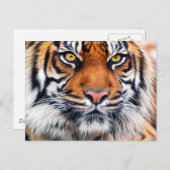 Foto van Mannelijke Siberische tijger Briefkaart (Voorkant / Achterkant)