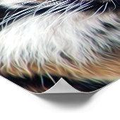 Foto van Mannelijke Siberische tijger Poster (Hoek)