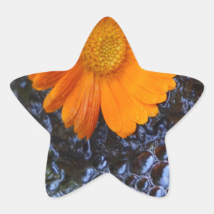 Foto van Marigold en Bubbles Ster Sticker