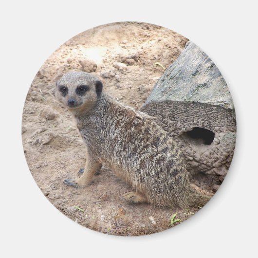 Foto van Meerkat tegen logand en zand Magneet (Voorkant)