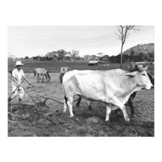 foto van Mexicaanse Farmer en Koeien Afdruk