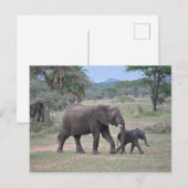 Foto van moeder en Baby Elephant Briefkaart (Voorkant / Achterkant)