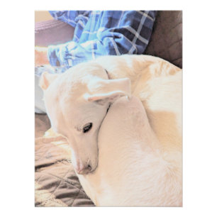 Foto van mooie witte hond met papa Vaderdag Perfect Poster
