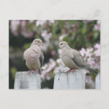 Foto van Mourning Doves