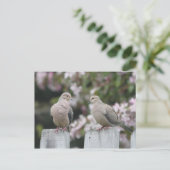 Foto van Mourning Doves Briefkaart (Staand voorkant)