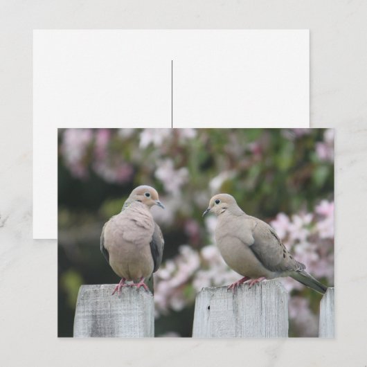 Foto van Mourning Doves Briefkaart (Voorkant / Achterkant)