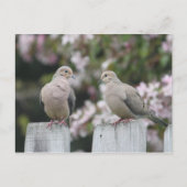 Foto van Mourning Doves Briefkaart (Voorkant)