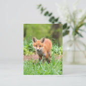 Foto van nieuwsgierige vosuitrusting briefkaart (Staand voorkant)