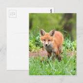 Foto van nieuwsgierige vosuitrusting briefkaart (Voorkant / Achterkant)