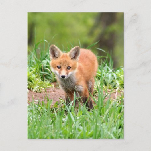 Foto van nieuwsgierige vosuitrusting briefkaart (Voorkant)