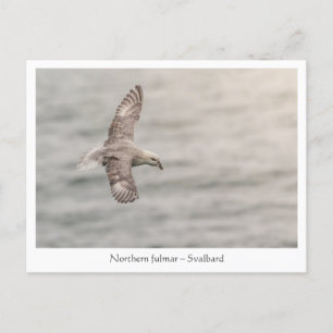 Foto van Northern fulmar Natuur Briefkaart