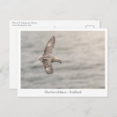 Foto van Northern fulmar Natuur Briefkaart (Voorkant / Achterkant)