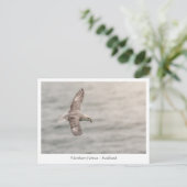Foto van Northern fulmar Natuur Briefkaart (Staand voorkant)