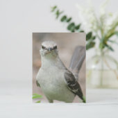 Foto van Northern Mockingbird Briefkaart (Staand voorkant)