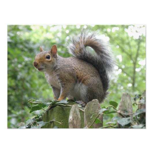 Foto van Nosy Gray Squirrel Afdruk (Voorkant)