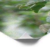 Foto van Nosy Gray Squirrel Foto Afdruk (Hoek)