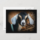 Foto van Old Goat Nubian Portrait Briefkaart (Voorkant / Achterkant)