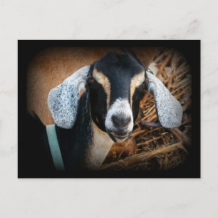 Foto van Old Goat Nubian Portrait Briefkaart