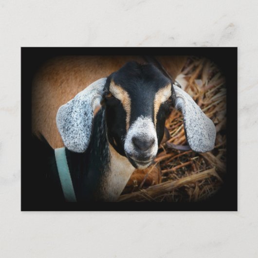 Foto van Old Goat Nubian Portrait Briefkaart (Voorkant)