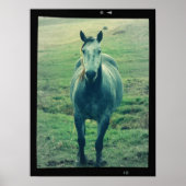 Foto van Old Horse op Film Digital Art Poster (Voorkant)