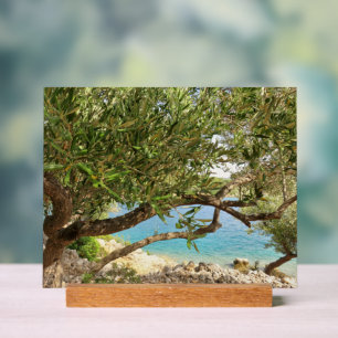 Foto van olijfboom aan Middellandse Zee Acryl Bord