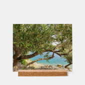 Foto van olijfboom aan Middellandse Zee Acryl Bord (Voorkant)