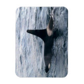 Foto van Orca-walvis - herrijzingsbaai - Ontworpen Magneet (Verticaal)