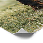 Foto van  paard poster (Hoek)