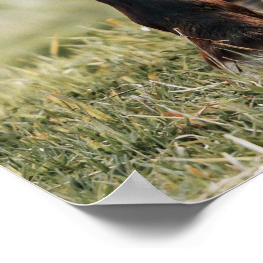 Foto van  paard poster (Hoek)