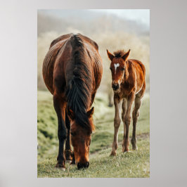 Foto van  paard poster