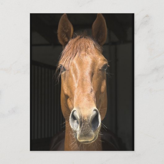 Foto van paardengezicht briefkaart (Voorkant)