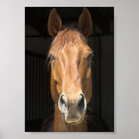 Foto van paardengezicht