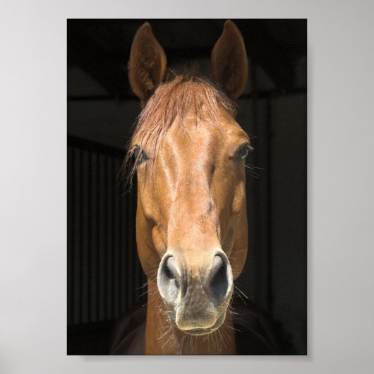 Foto van paardengezicht poster (Voorkant)